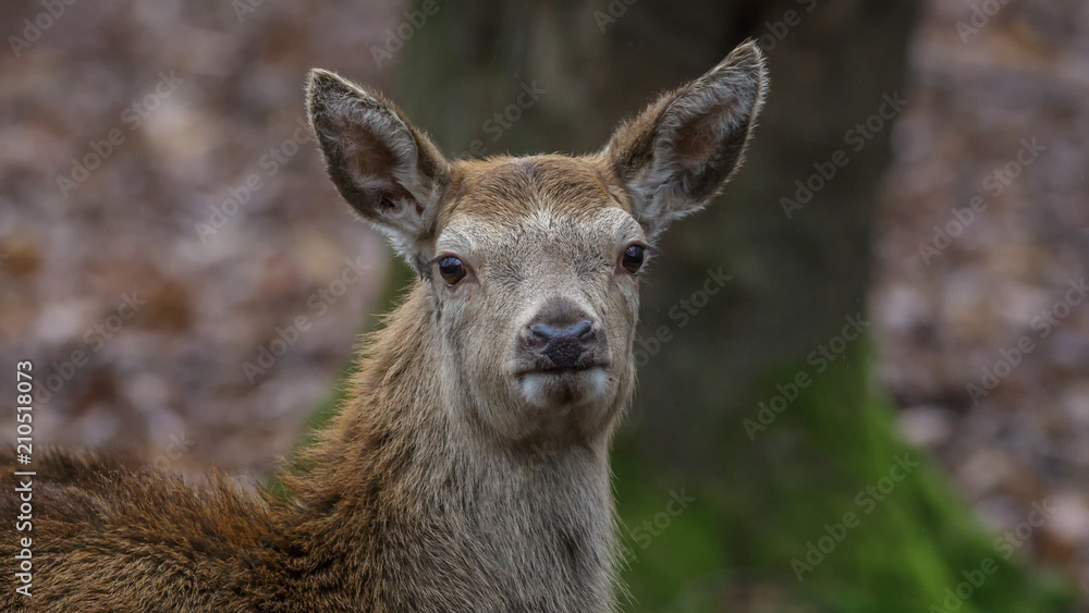 Red Deer forest Netherlands