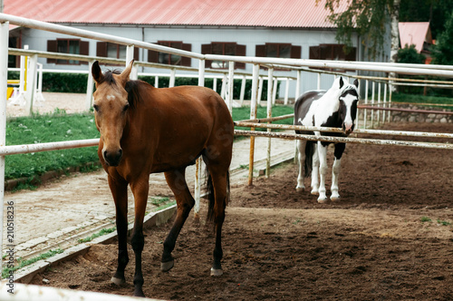 Beautiful horses, animals, pasture, stables, horseback riding