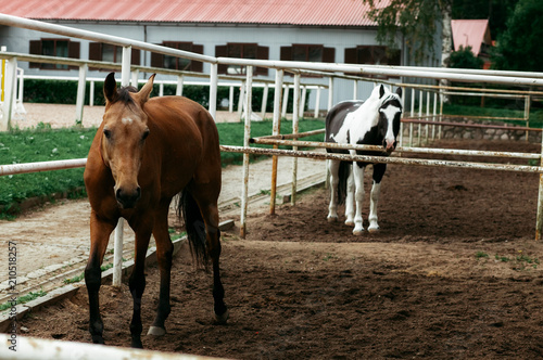Beautiful horses, animals, pasture, stables, horseback riding