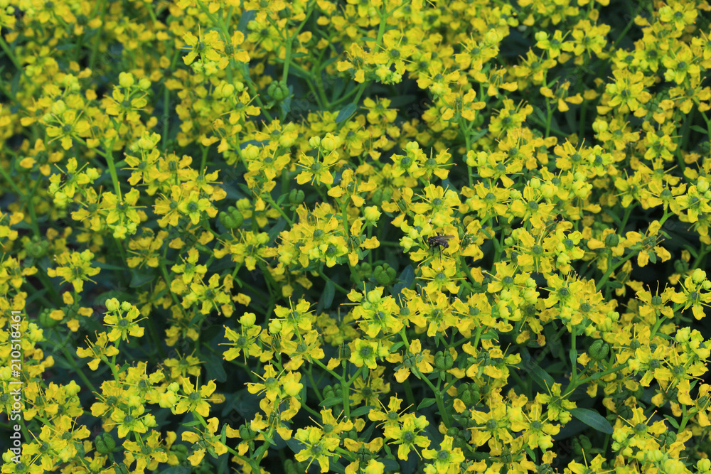 Weinraute, Ruta graveolens, Gewürzpflanze Weinraute, Ruta graveolens, Gewürzpflanze