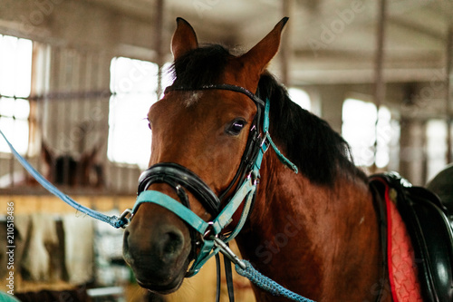 Fototapeta Naklejka Na Ścianę i Meble -  Beautiful horses, animals, pasture, stables, horseback riding
