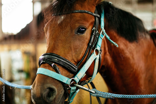 Beautiful horses, animals, pasture, stables, horseback riding © vitaliybelozerov