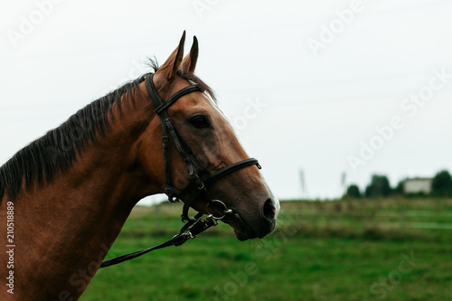 Beautiful horses  animals  pasture  stables  horseback riding