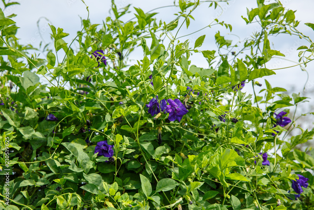 Butterfly Pea, Blue Pea, Asian pigeonwings, Clitoria Ternatea. Blue herbal tea. Butterfly Pea, Blue Pea, Asian pigeonwings, Clitoria Ternatea. Blue herbal tea.