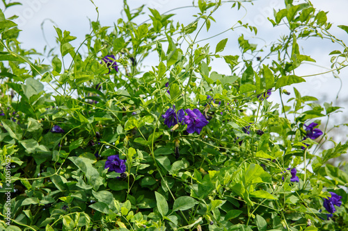 Butterfly Pea, Blue Pea, Asian pigeonwings, Clitoria Ternatea. Blue herbal tea. photo