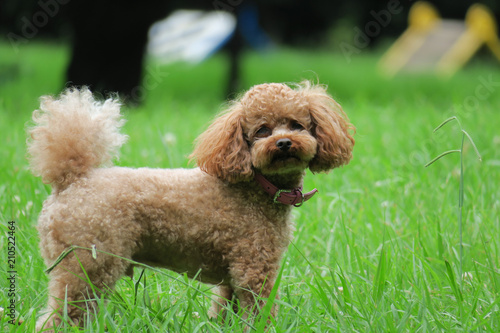 公園の犬