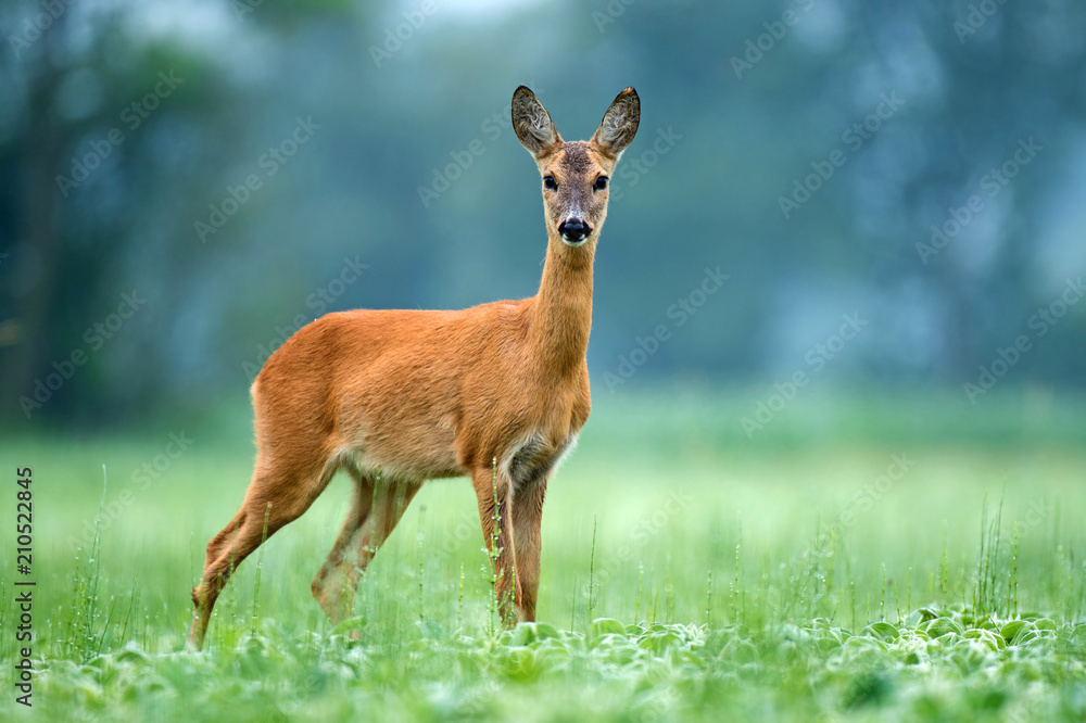 Fototapeta premium Roe deer standing in a field