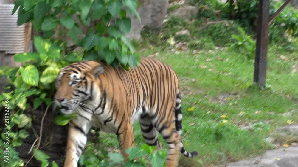 4K Movie of The Bengal tiger, also called the royal Bengal tiger (Panthera tigris), is the most numerous tiger subspecies. It is the national animal of both India and Bangladesh. 4K Movie of The Bengal tiger, also called the royal Bengal tiger (Panthera tigris), is the most numerous tiger subspecies. It is the national animal of both India and Bangladesh.
