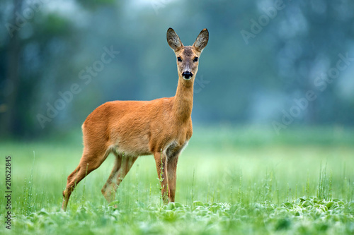 Billede på lærred Roe deer standing in a field