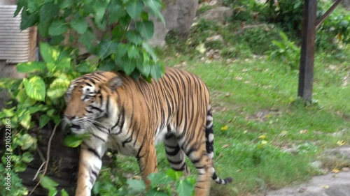 4K Movie of The Bengal tiger, also called the royal Bengal tiger (Panthera tigris), is the most numerous tiger subspecies. It is the national animal of both India and Bangladesh.