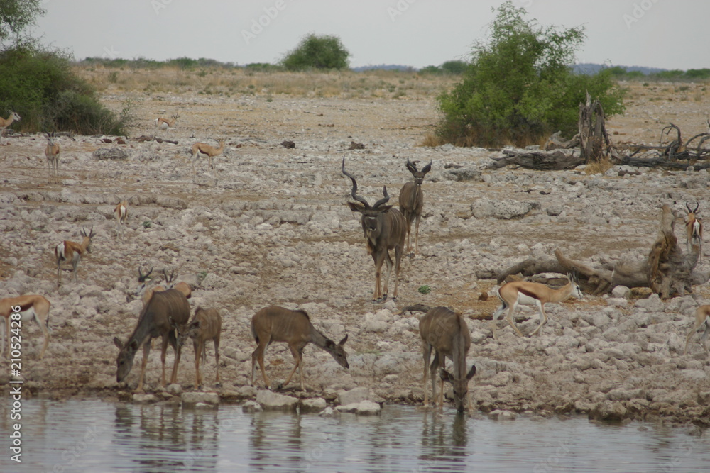 Naklejka premium Diere 4