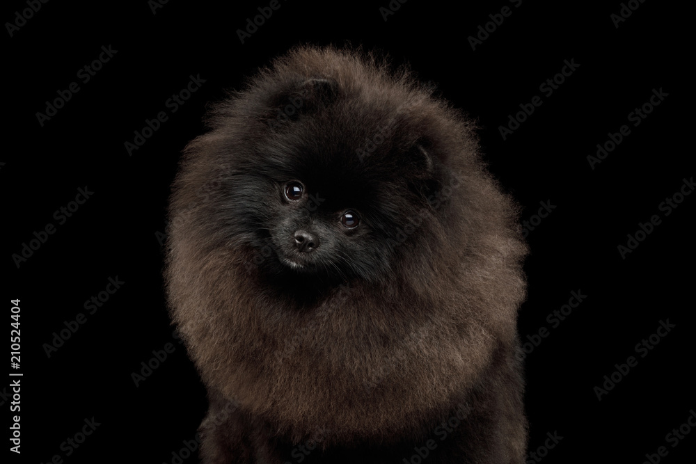Obraz premium Portrait of Furry Pomeranian Spitz Dog on Isolated Black Background, front view