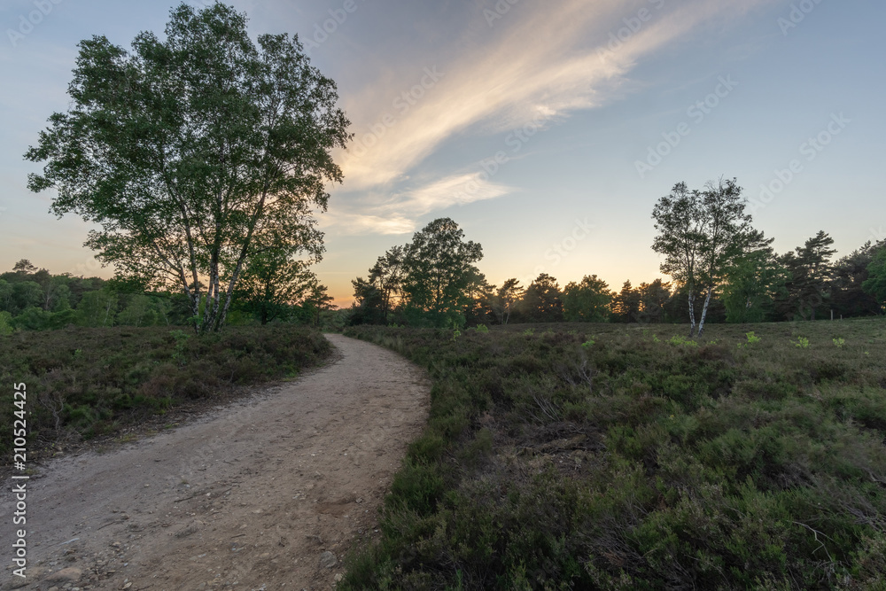 Weg durch die Heide