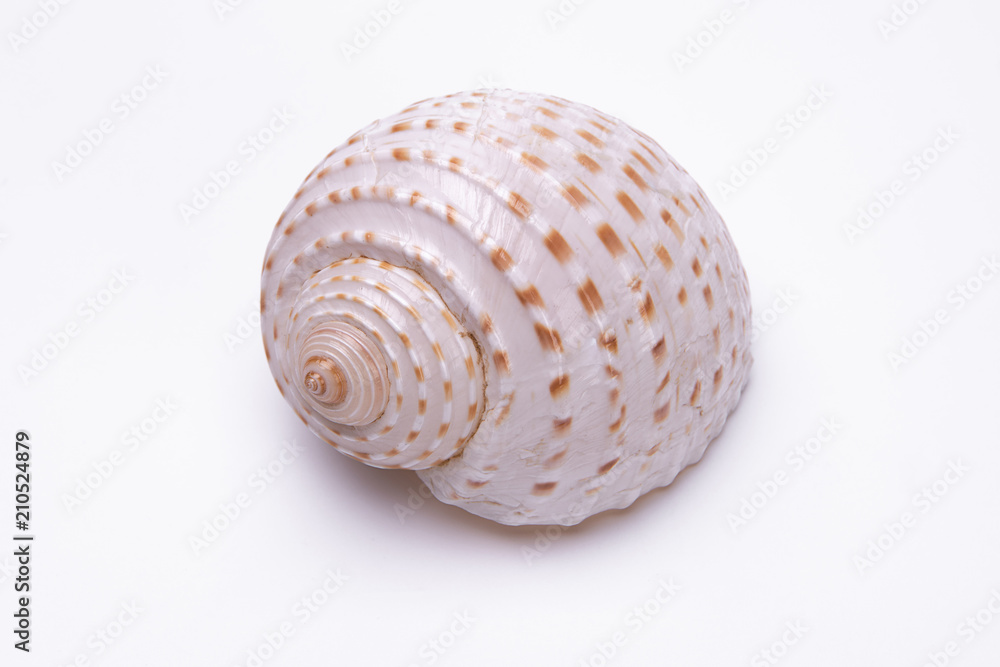 snail shells isolated on white background. snail shells isolated on white background.