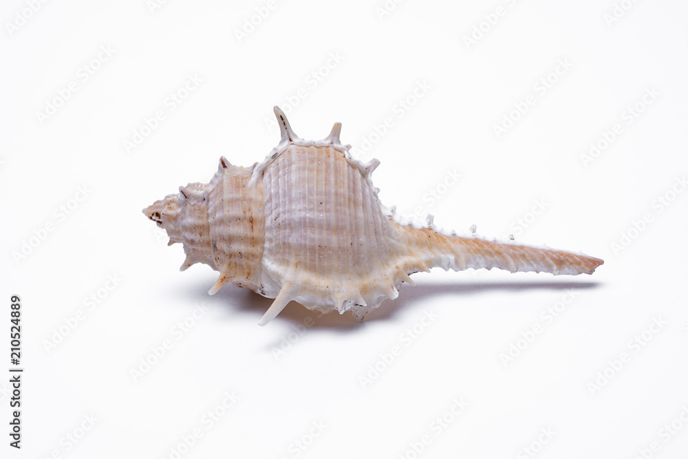 snail shells isolated on white background. snail shells isolated on white background.