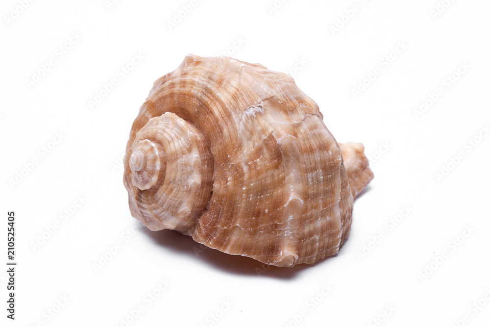 snail shells isolated on white background.