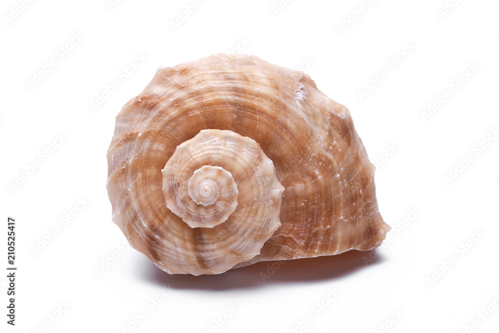 snail shells isolated on white background. snail shells isolated on white background.