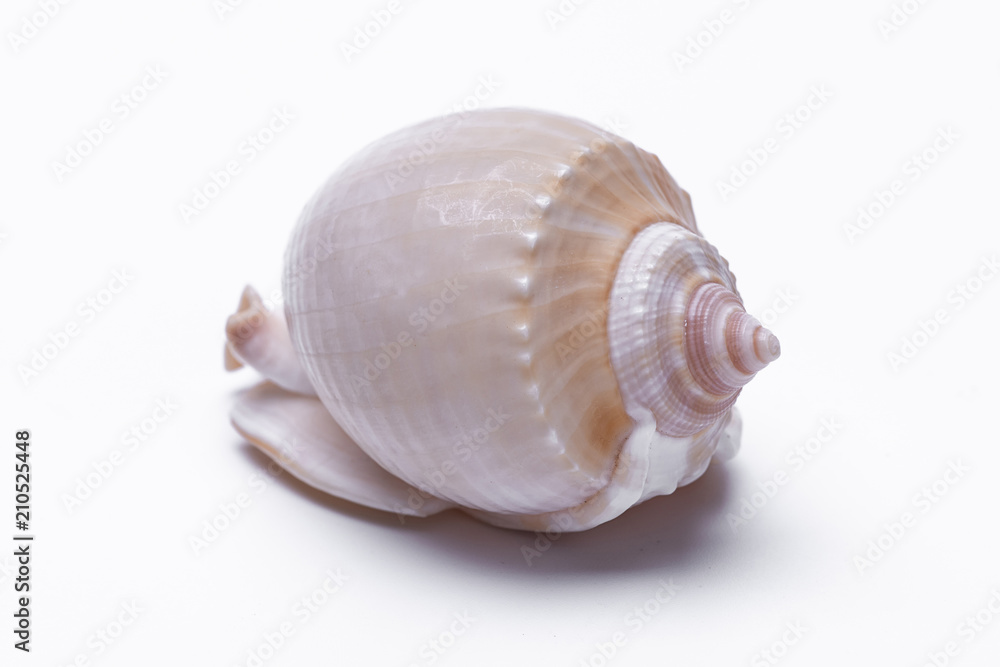 snail shells isolated on white background. snail shells isolated on white background.