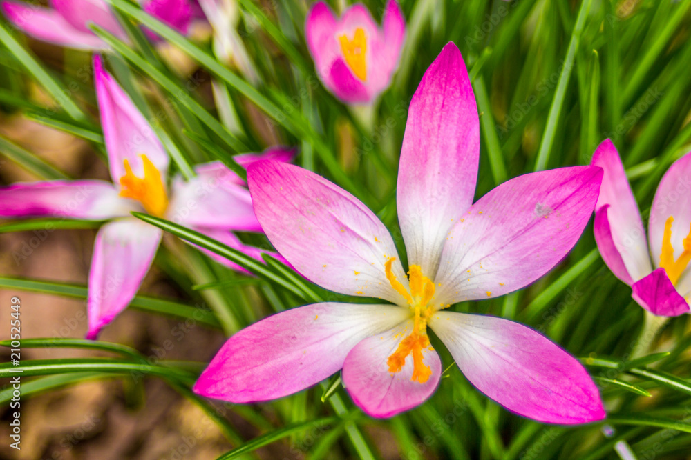 Crocus, plural crocuses or croci is a genus of flowering plants in the iris family. A single crocus, a bunch of crocuses, a meadow, close-up Crocus, plural crocuses or croci is a genus of flowering plants in the iris family. A single crocus, a bunch of crocuses, a meadow, close-up