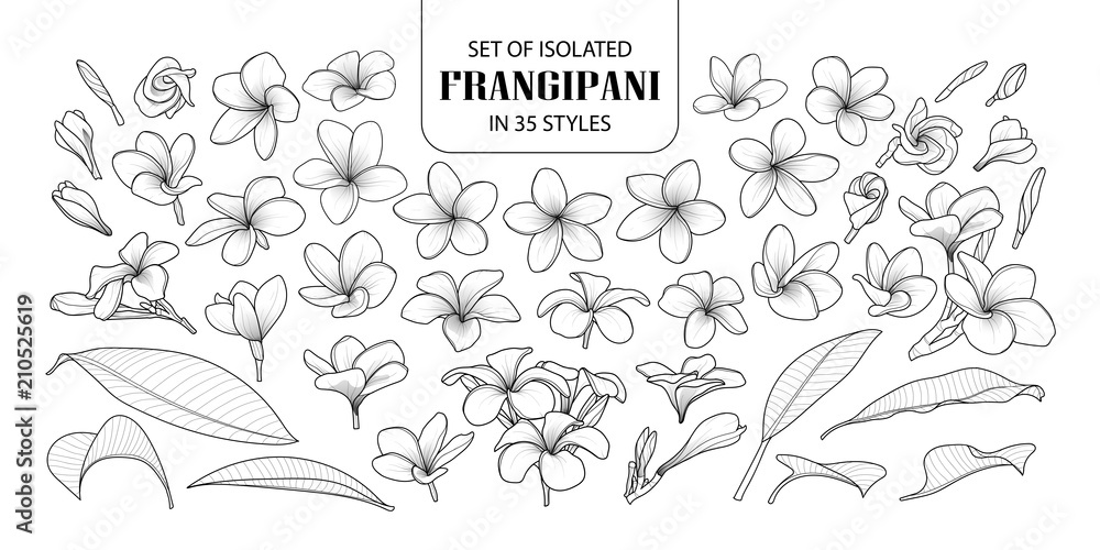 Set of isolated frangipani in 35 styles.