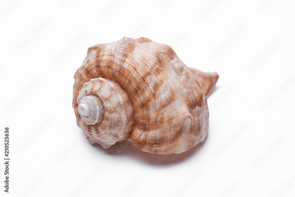 snail shells isolated on white background. snail shells isolated on white background.