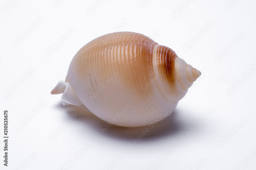 snail shells isolated on white background.