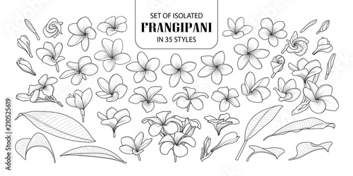 Set of isolated frangipani in 35 styles. photo