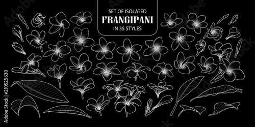 Set of isolated frangipani in 35 styles.