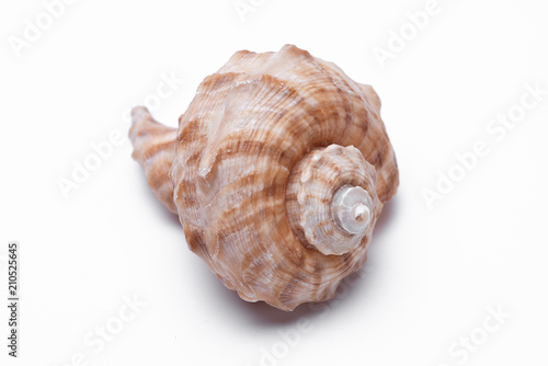 snail shells isolated on white background. © kitthanes
