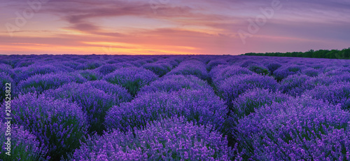 Panorama of lavender field at summer sunset.