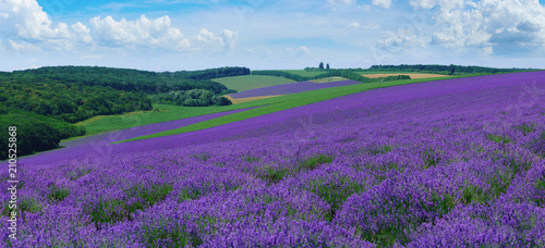 Panorama of summer hills landscape with blooming lavender fields.