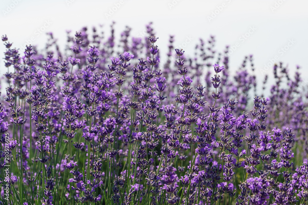 Lavender flowers at sunlight with light background. Lavender flowers at sunlight with light background.