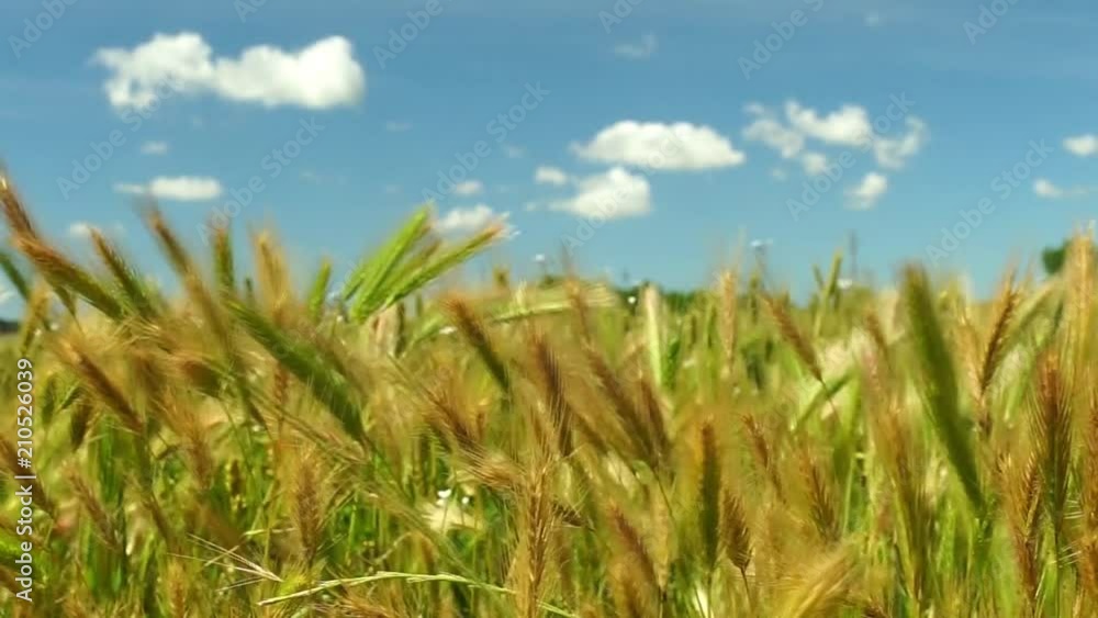 Agriculture barley field in wind with blue cloudscape on a beautiful sunny day Agriculture barley field in wind with blue cloudscape on a beautiful sunny day