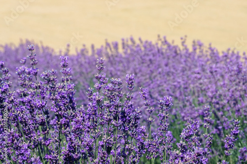 Beautiful purple lavender on field.