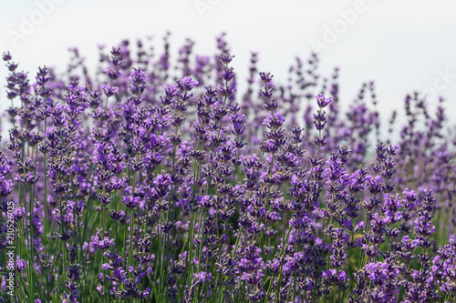 Lavender flowers at sunlight with light background.