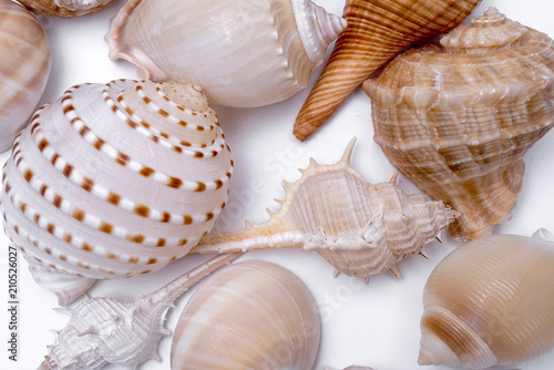 Seashell collection isolated on white background.