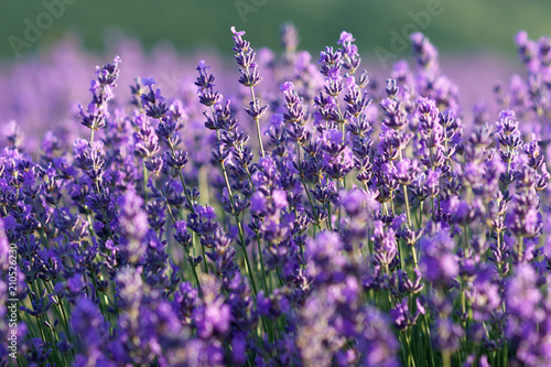 Beautiful violet lavender flowers on lavender field.