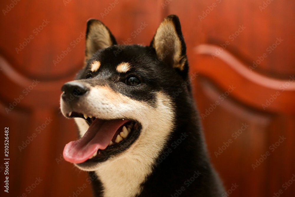 Shiba Inu Color Black And Tan. Puppy Shiba Inu. Dog 6 Months Old. Sit.  Stock Photo | Adobe Stock
