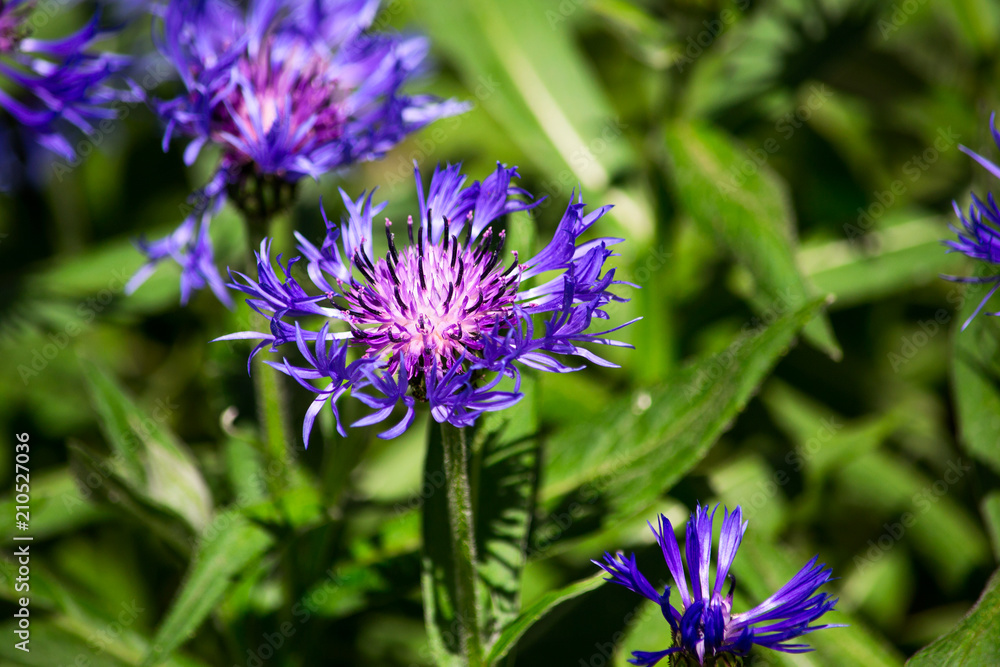 Flowers of a cornflower in greenery is close Flowers of a cornflower in greenery is close