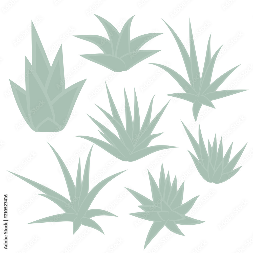 Aloe Vera, succulent plant, flower set isolated on white background. Vector illustration. Aloe Vera, succulent plant, flower set isolated on white background. Vector illustration.