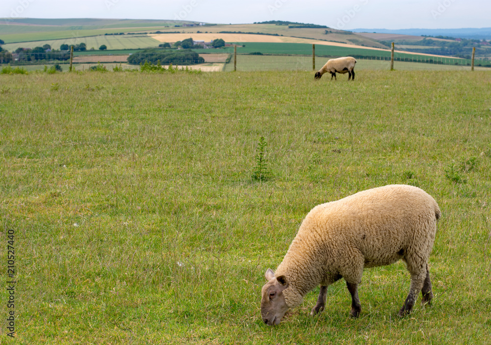 Fototapeta premium Sheep in a field