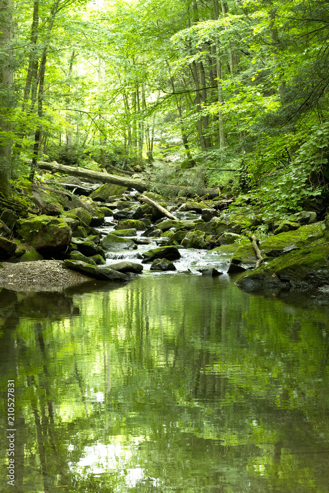 Temperate Rain Forest, Moss Ferns And Other Greenery Temperate Rain Forest, Moss Ferns And Other Greenery
