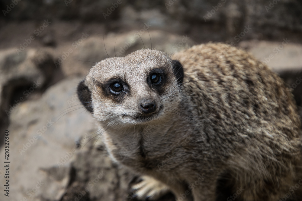Meerkat portrait Meerkat portrait