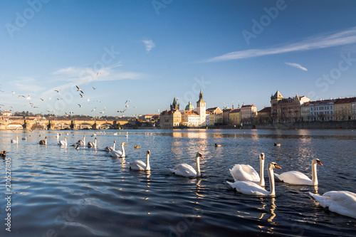 Swans. The Vltava River, Prague. photo