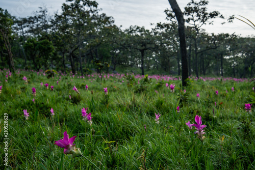 Siam tulip or Krachai flowers in the wild