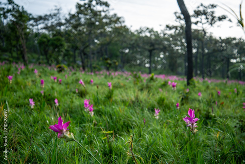 Siam tulip or Krachai flowers in the wild