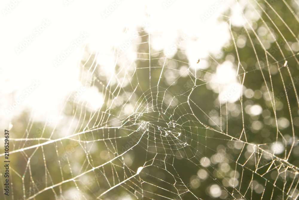 Spider's web in the morning 