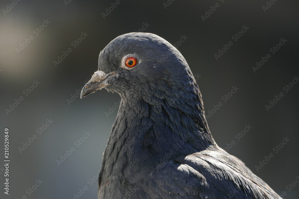 pigeon pigeon