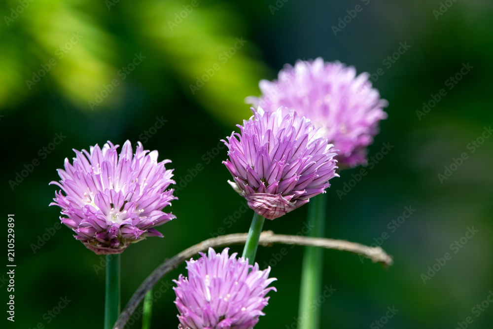 Schnittlauchblüten Schnittlauchblüten