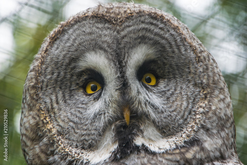Owl portrait, close up, head only © Nikole Kelly Hill 